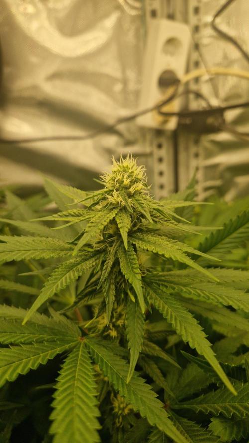 Mixed scrog 2. Week 11