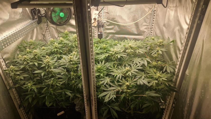Mixed scrog 2. Week 11