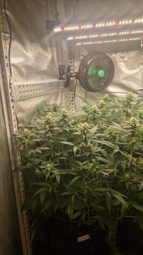 Mixed scrog 2. Week 11