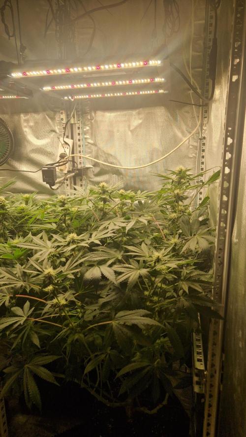 Mixed scrog 2. Week 11