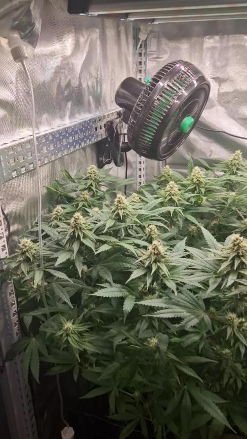 Mixed scrog 2