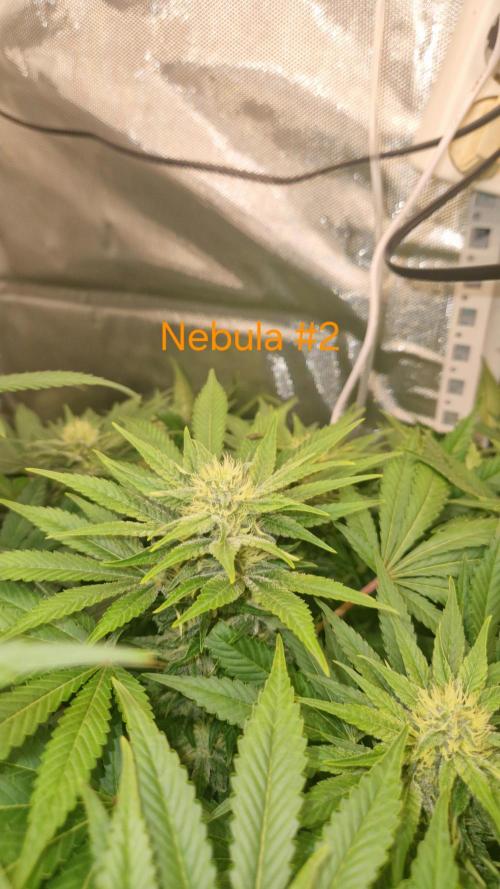 Mixed scrog 2. Week 12