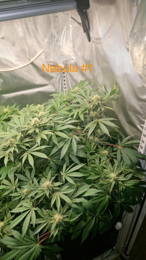 Mixed scrog 2. Week 12