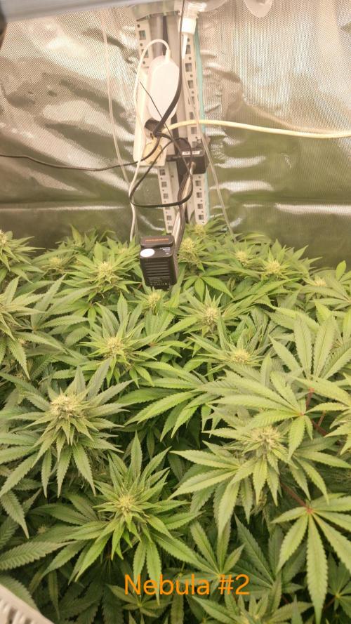 Mixed scrog 2. Week 12