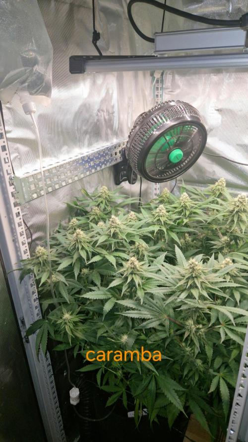 Mixed scrog 2. Week 12