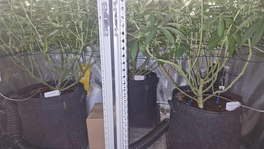 Mixed scrog 2. Week 12