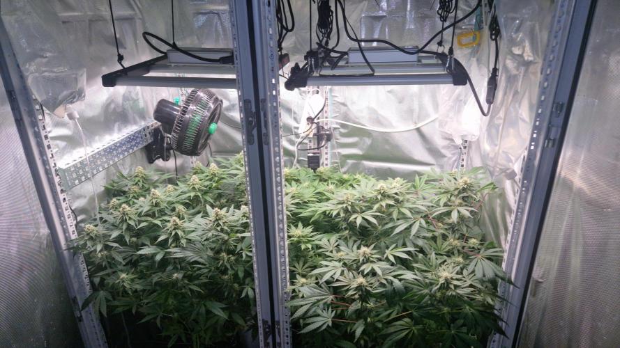 Mixed scrog 2. Week 12