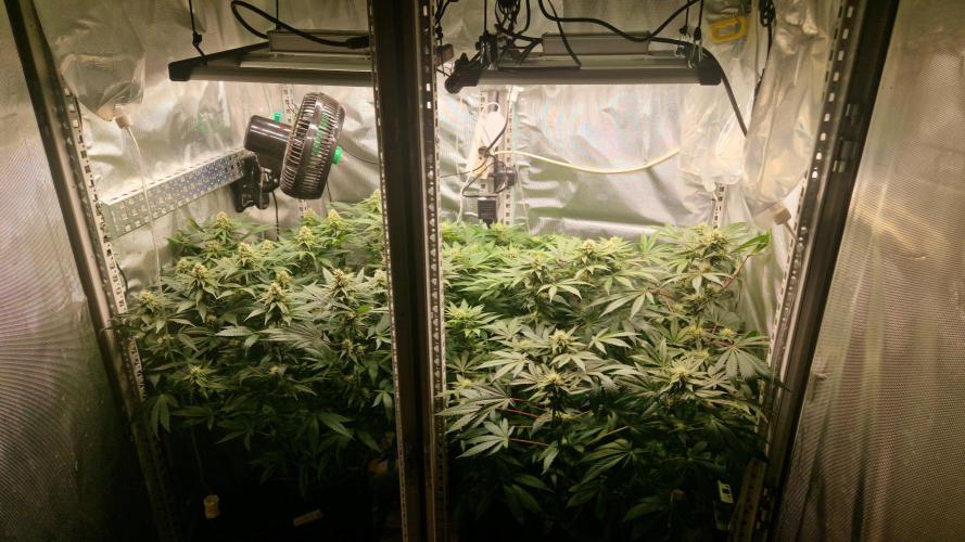 Mixed scrog 2. Week 12