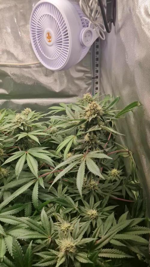 Mixed scrog 2