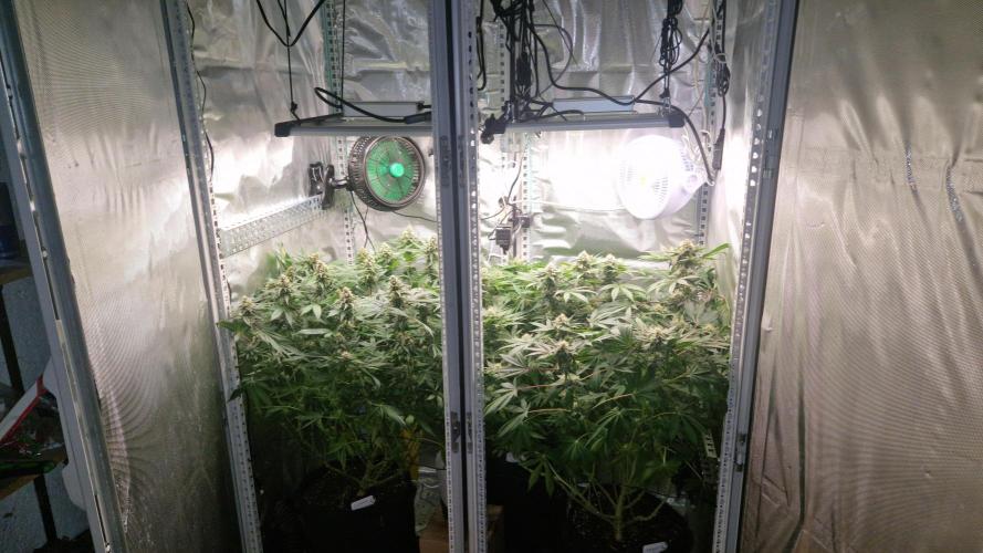 Mixed scrog 2. Week 13