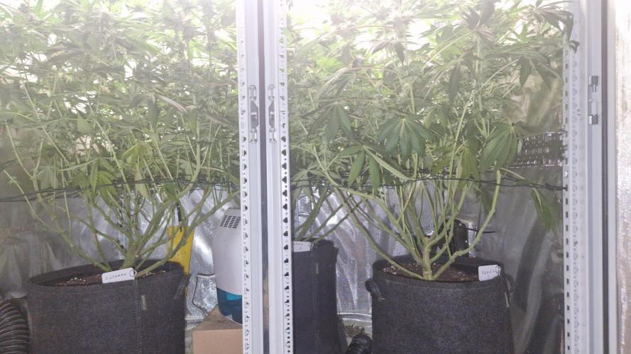 Mixed scrog 2. Week 13