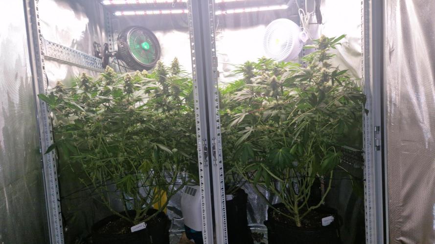 Mixed scrog 2. Week 13