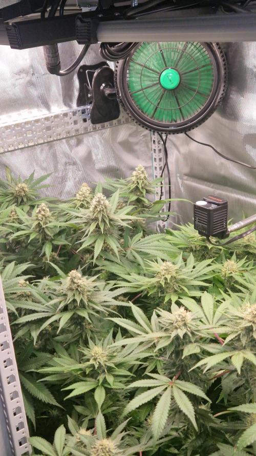 Mixed scrog 2. Week 13