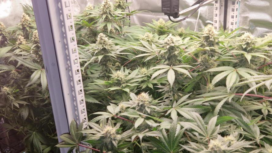 Mixed scrog 2. Week 13