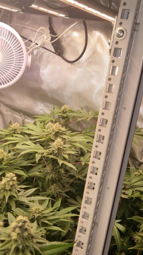 Mixed scrog 2. Week 13