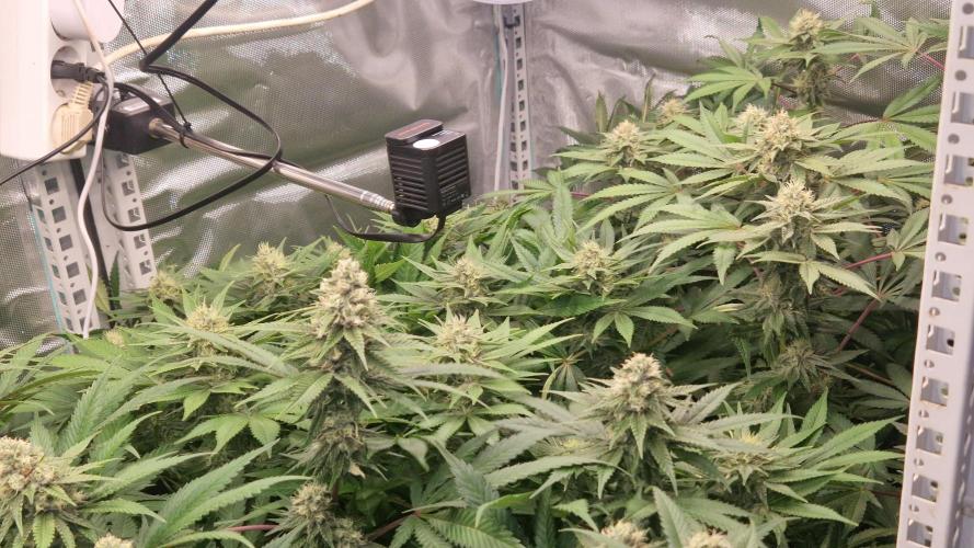 Mixed scrog 2. Week 13