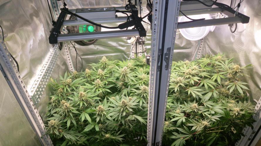 Mixed scrog 2. Week 13
