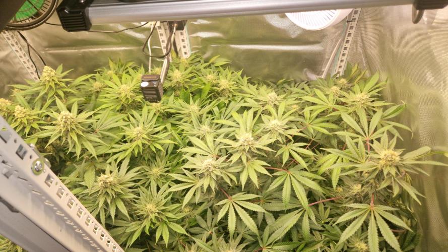 Mixed scrog 2. Week 13