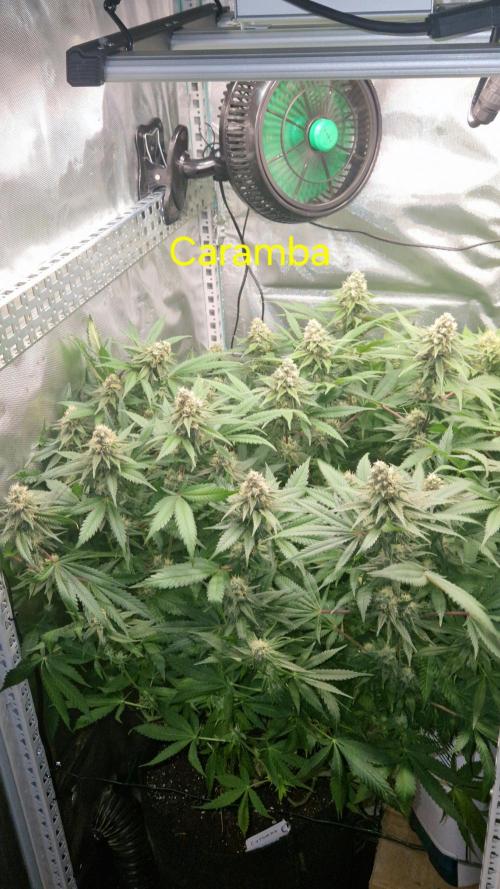 Mixed scrog 2. Week 13