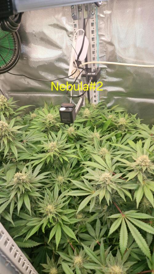 Mixed scrog 2. Week 13
