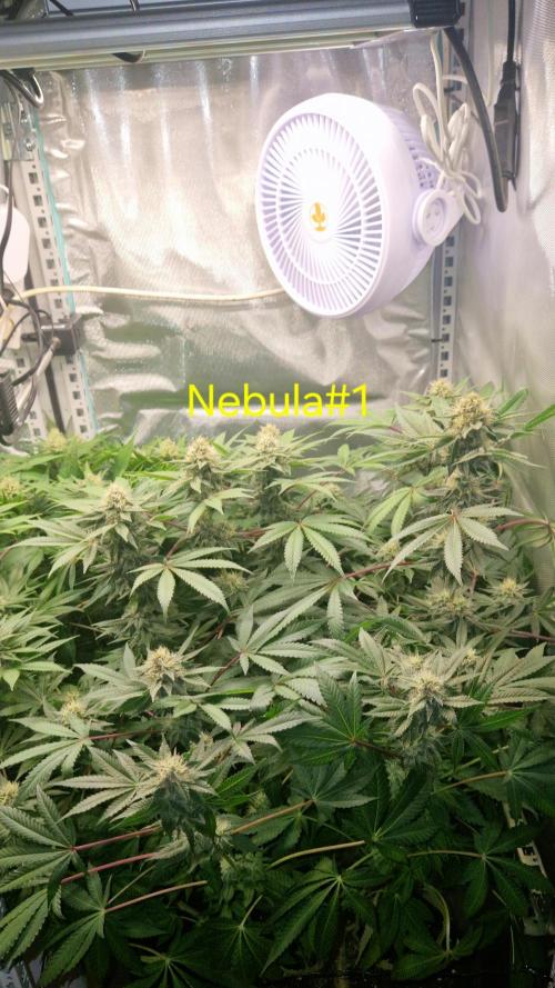 Mixed scrog 2. Week 13