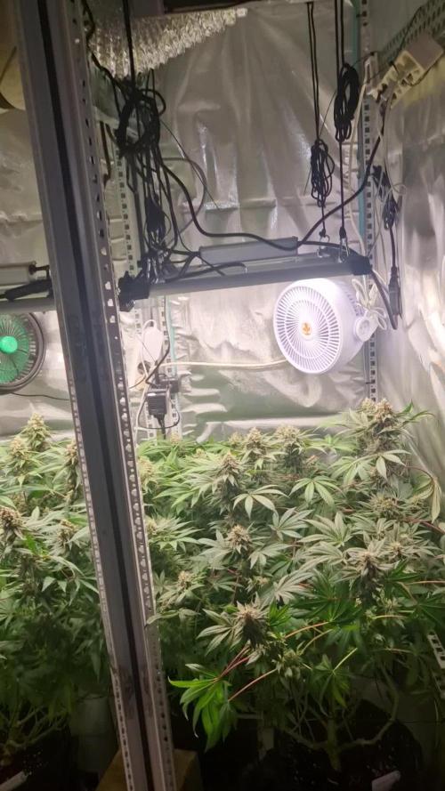 Mixed scrog 2