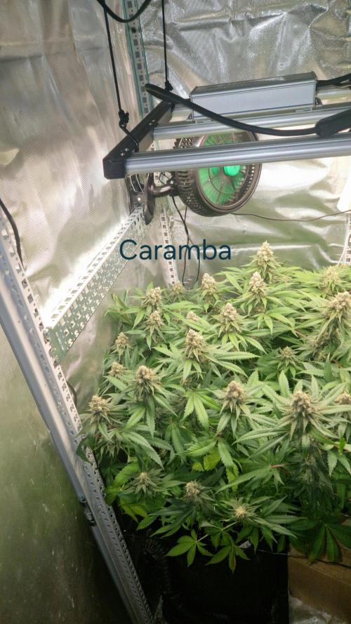 Mixed scrog 2. Week 14