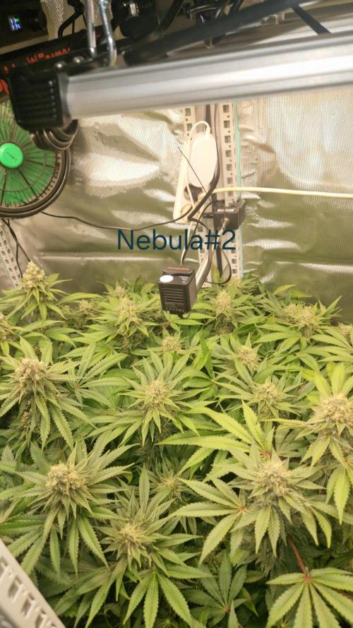 Mixed scrog 2. Week 14