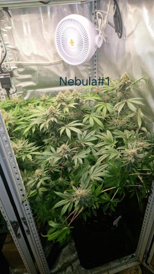 Mixed scrog 2. Week 14