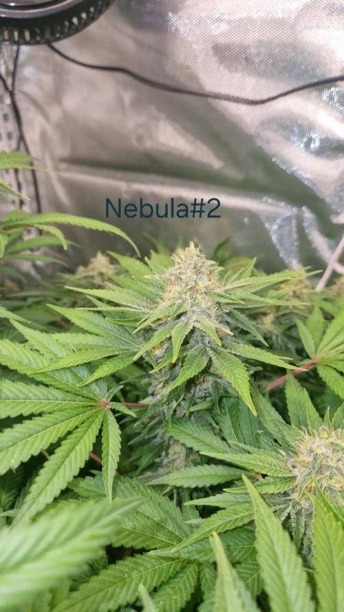 Mixed scrog 2. Week 14