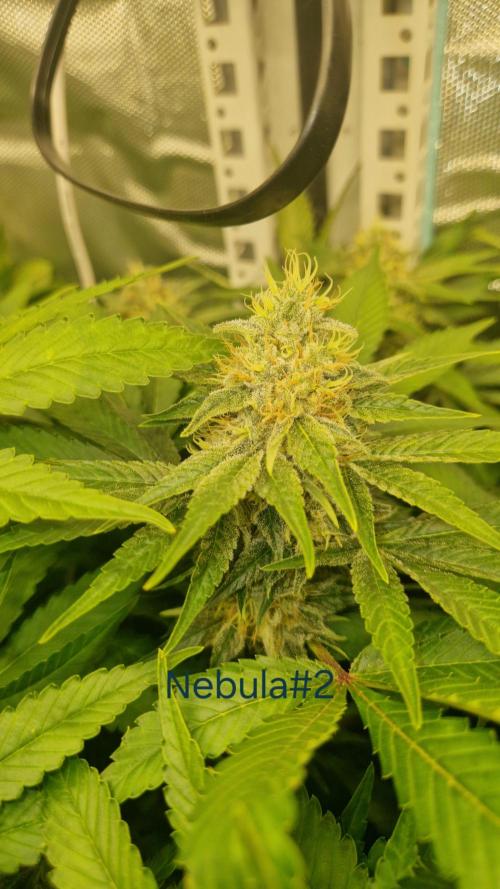 Mixed scrog 2. Week 14