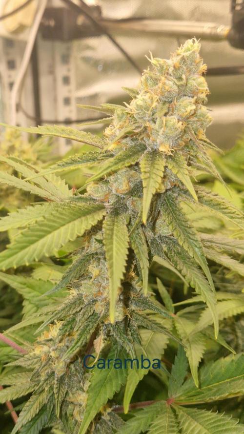 Mixed scrog 2. Week 14