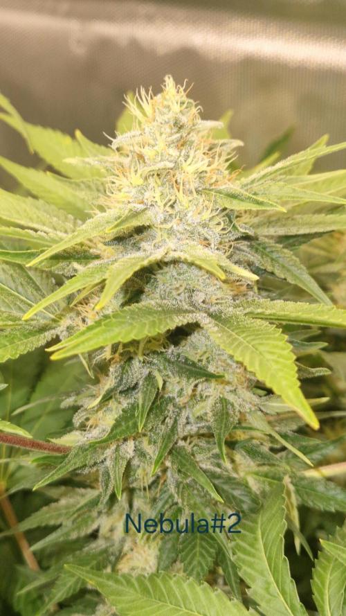 Mixed scrog 2. Week 14