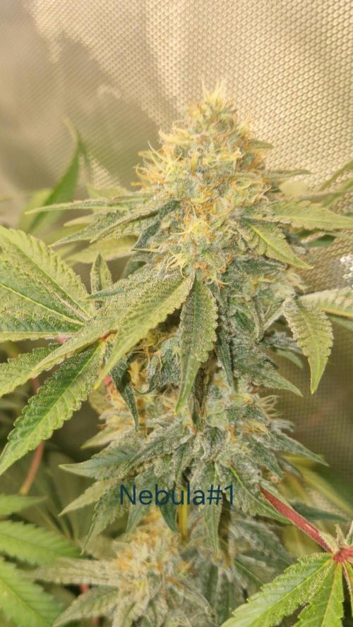 Mixed scrog 2. Week 14