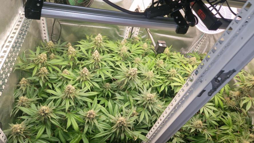 Mixed scrog 2. Week 14