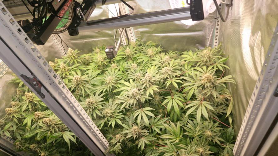 Mixed scrog 2. Week 14