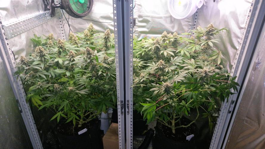 Mixed scrog 2. Week 14