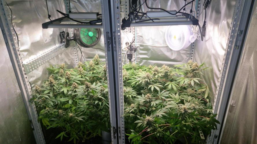 Mixed scrog 2. Week 14
