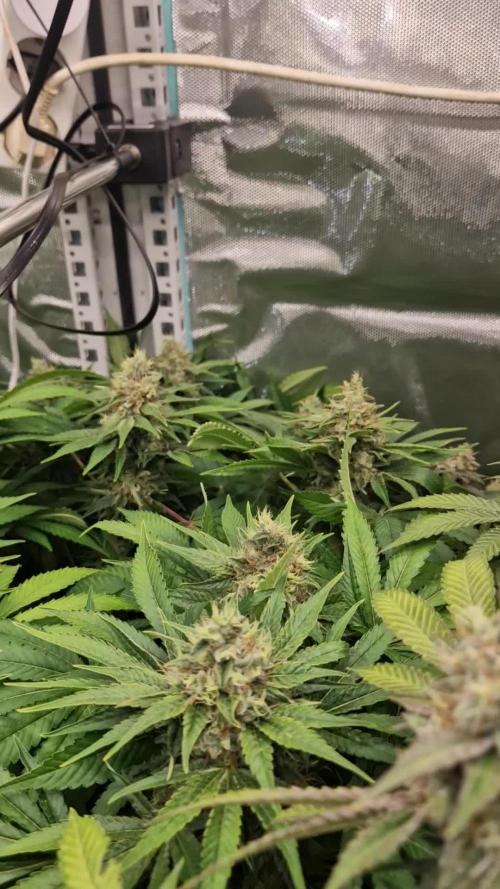 Mixed scrog 2