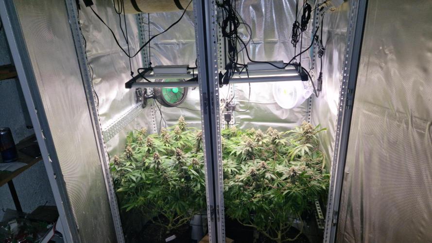 Mixed scrog 2. Week 15