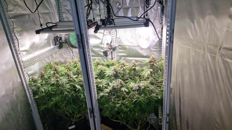Mixed scrog 2. Week 15
