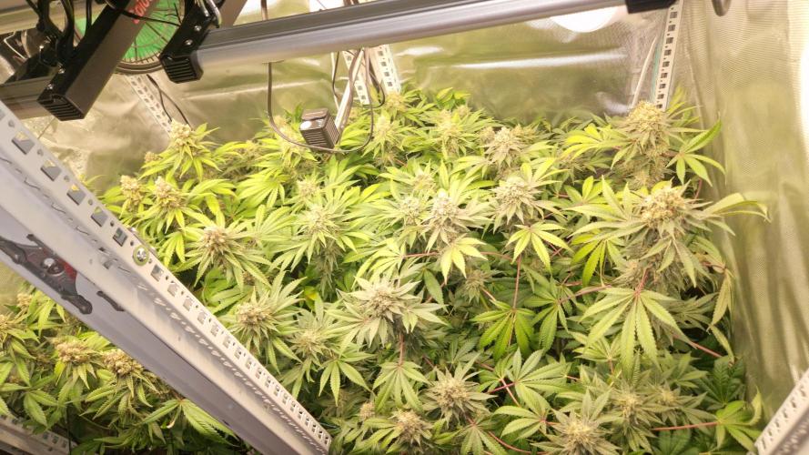 Mixed scrog 2. Week 15