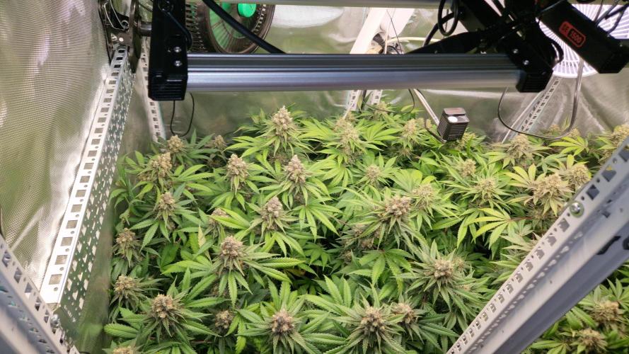 Mixed scrog 2. Week 15