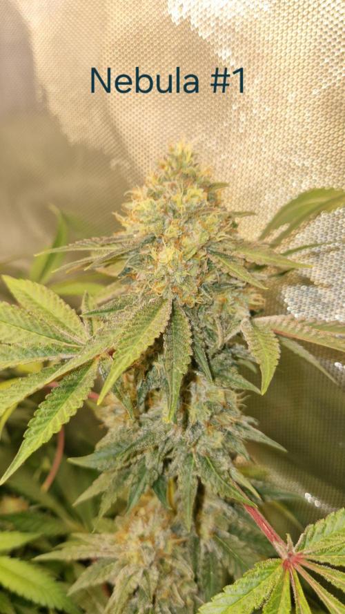 Mixed scrog 2. Week 15