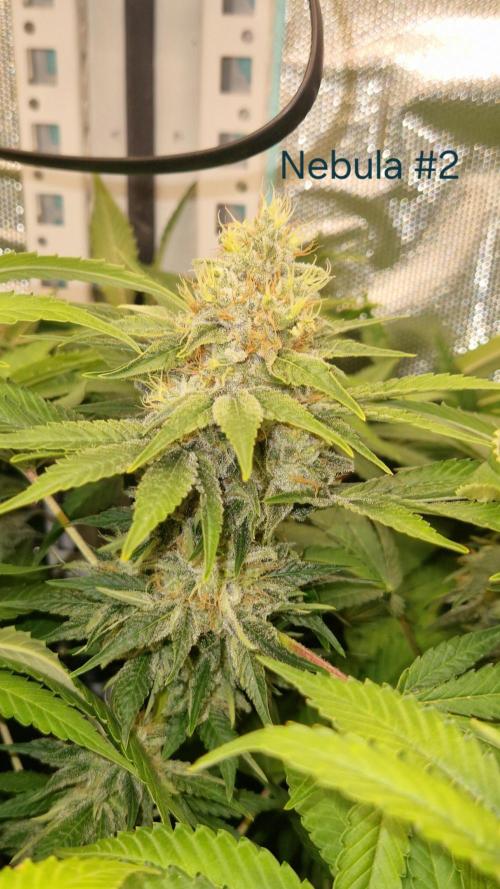Mixed scrog 2. Week 15