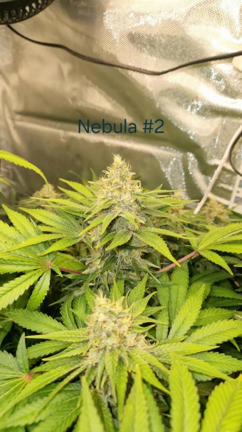 Mixed scrog 2. Week 15