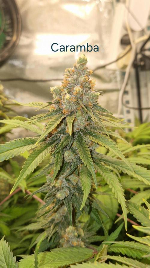 Mixed scrog 2. Week 15