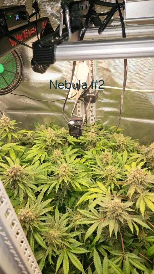 Mixed scrog 2. Week 15