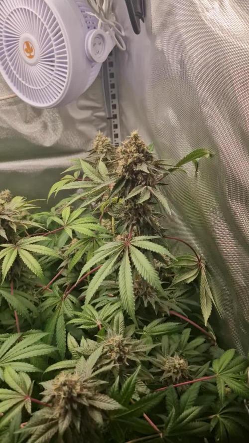 Mixed scrog 2