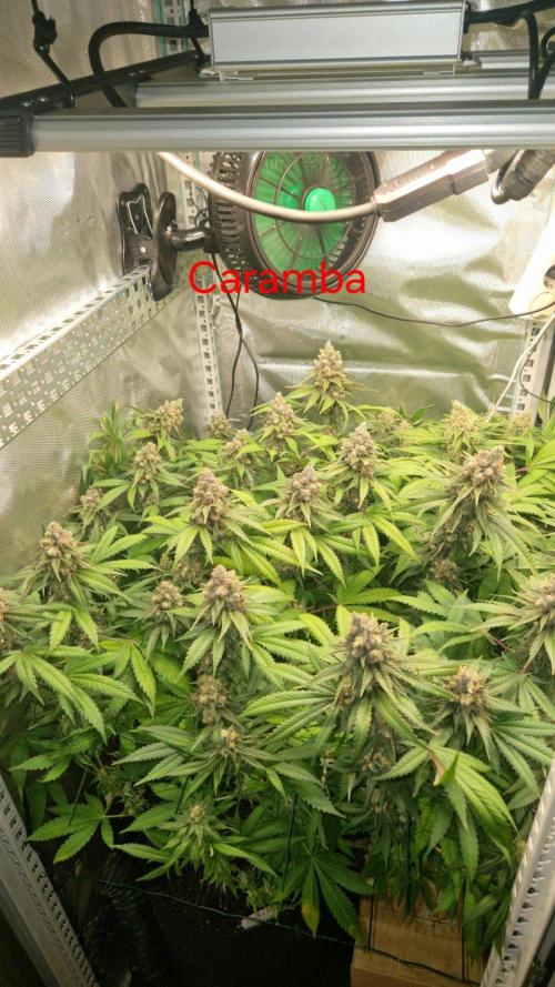 Mixed scrog 2. Week 16
